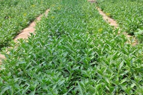 種穿心蓮市場(chǎng)前景好嗎 種穿心蓮效益高嗎