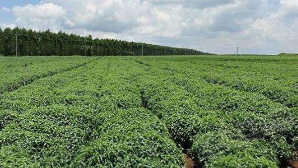 種穿心蓮市場(chǎng)前景好嗎 種穿心蓮效益高嗎