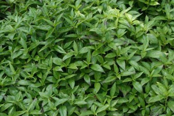 種穿心蓮市場(chǎng)前景好嗎 種穿心蓮效益高嗎