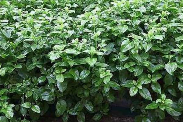 種穿心蓮市場(chǎng)前景好嗎 種穿心蓮效益高嗎