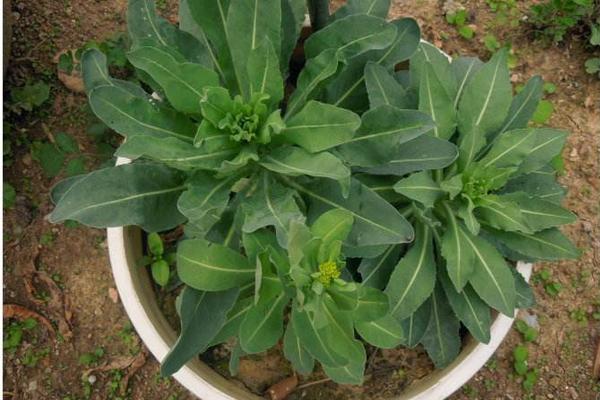 菘藍色是什么樣子（顏色） 菘藍葉能染發嗎