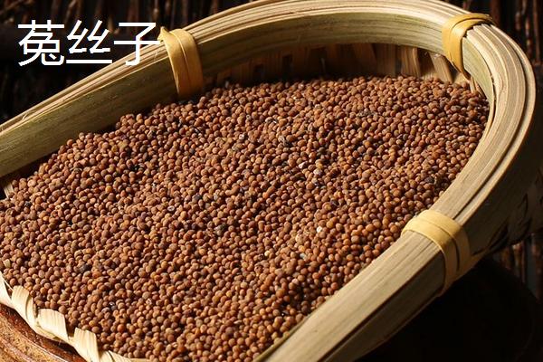 鹽菟絲子和菟絲子的區別是什么 菟絲草與菟絲子的區別是什么