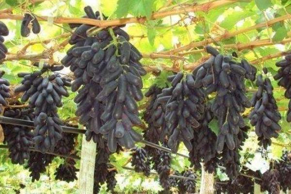 甜蜜藍寶石葡萄種植條件 藍寶石葡萄南方能種活嗎