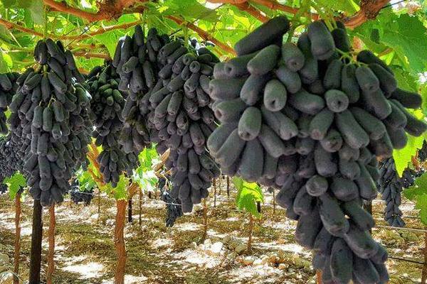 甜蜜藍寶石葡萄種植條件 藍寶石葡萄南方能種活嗎