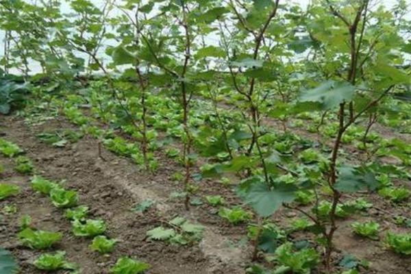 甜蜜藍寶石葡萄種植條件 藍寶石葡萄南方能種活嗎