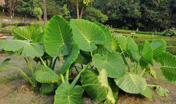 獨角蓮市場價格多少錢一斤 獨角蓮產地在哪里