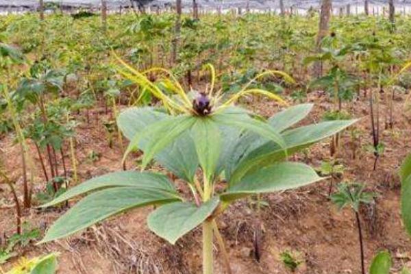 種獨角蓮前景怎么樣 獨角蓮種植效益好嗎