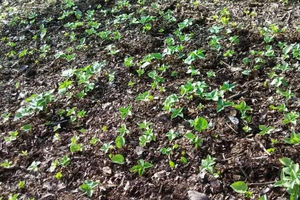 種獨角蓮前景怎么樣 獨角蓮種植效益好嗎