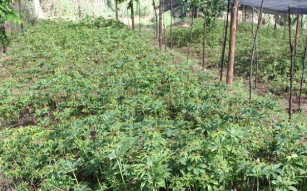 種獨角蓮前景怎么樣 獨角蓮種植效益好嗎