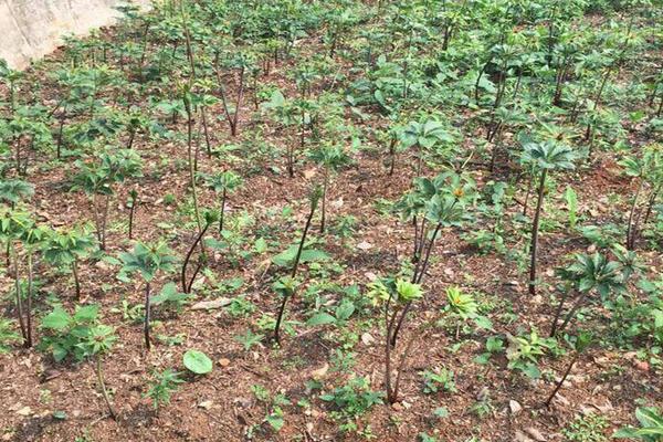 種獨角蓮前景怎么樣 獨角蓮種植效益好嗎