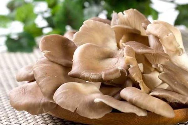 鳳尾菇市場價格多少錢一斤 鳳尾菇產地在哪里