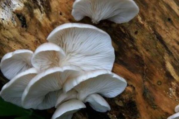 鳳尾菇市場價格多少錢一斤 鳳尾菇產地在哪里