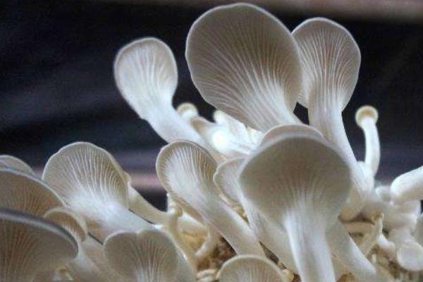 鳳尾菇市場價格多少錢一斤 鳳尾菇產地在哪里