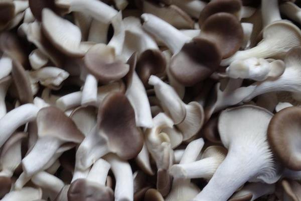 鳳尾菇市場價格多少錢一斤 鳳尾菇產地在哪里