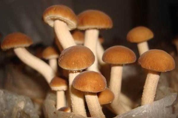 滑子菇的功效與作用及禁忌 滑子菇的營養價值