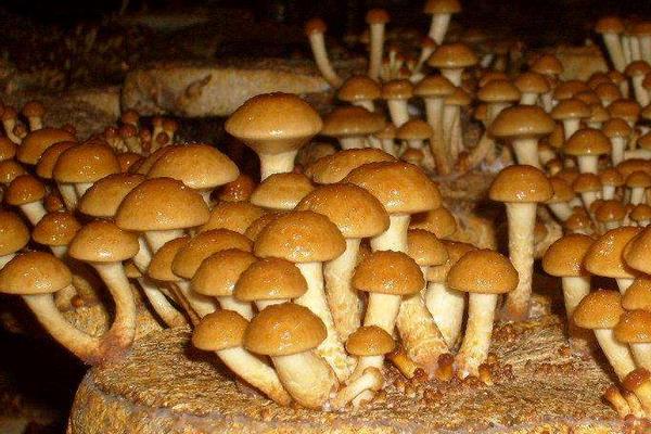 滑子菇高產(chǎn)栽培技術(shù) 滑子菇施哪種肥