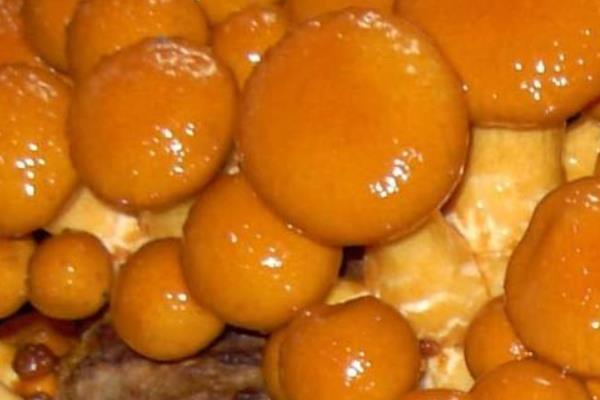 滑子菇高產(chǎn)栽培技術(shù) 滑子菇施哪種肥