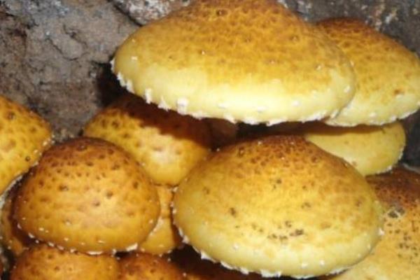 柳香蘑有毒嗎 柳香蘑能吃嗎