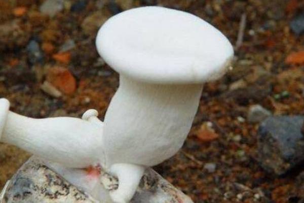 什么是白靈菇 白靈菇味苦正常嗎