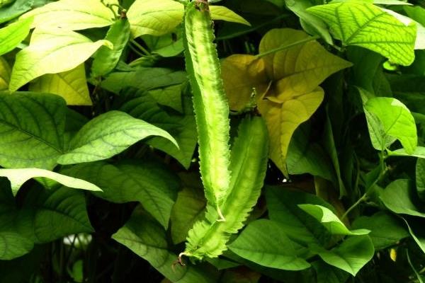 四棱豆每畝可種多少株 四棱豆一畝能賺多少錢