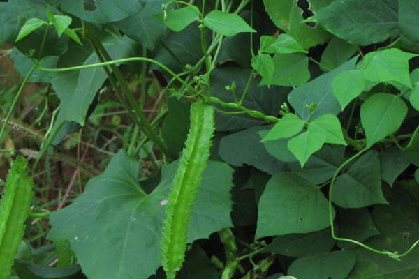 四棱豆什么時候種植（什么季節） 四棱豆種植技術