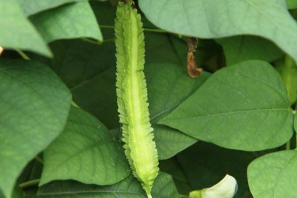 四棱豆產(chǎn)地在哪里 四棱豆種子在哪里買