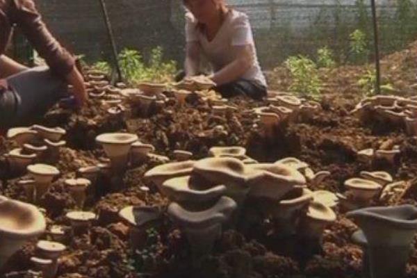 虎奶菇市場前景怎么樣 虎奶菇種植利潤分析