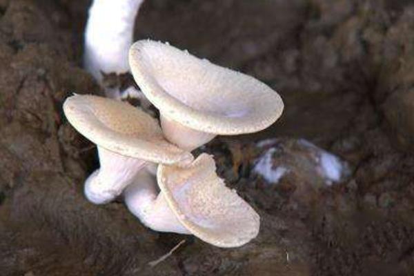 虎奶菇市場前景怎么樣 虎奶菇種植利潤分析