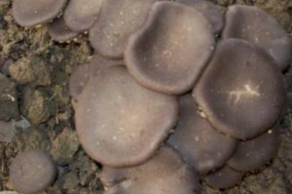 虎奶菇市場前景怎么樣 虎奶菇種植利潤分析