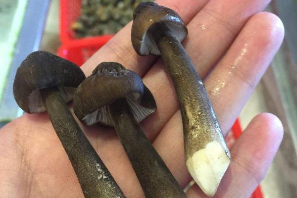 長(zhǎng)根菇功效與作用 長(zhǎng)根菇營(yíng)養(yǎng)價(jià)值