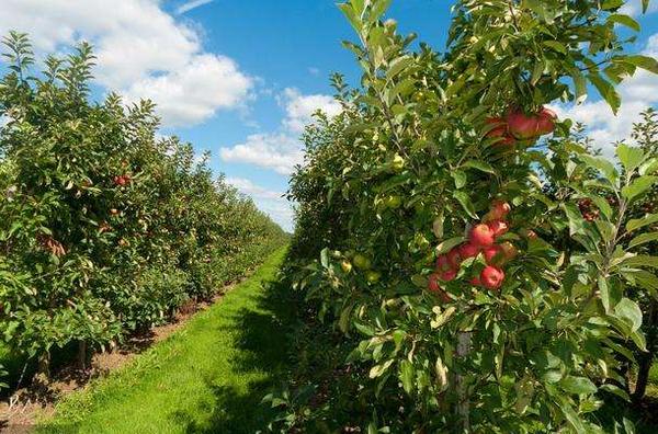 果園里養(yǎng)殖什么好 果園里養(yǎng)殖需要搭棚嗎