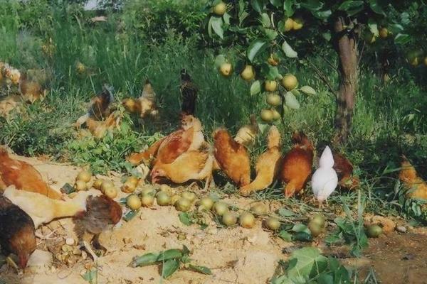 果園里養(yǎng)殖什么好 果園里養(yǎng)殖需要搭棚嗎