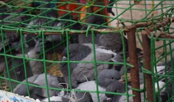 果園里養(yǎng)殖什么好 果園里養(yǎng)殖需要搭棚嗎