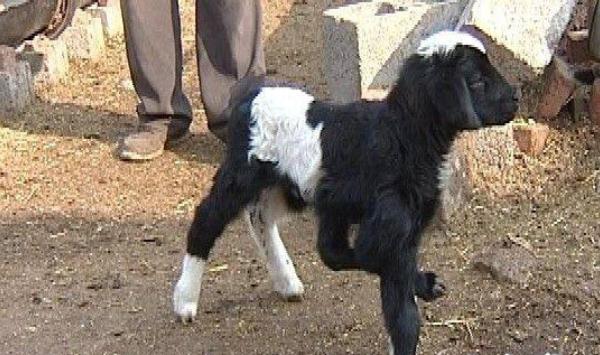 果園里養(yǎng)殖什么好 果園里養(yǎng)殖需要搭棚嗎