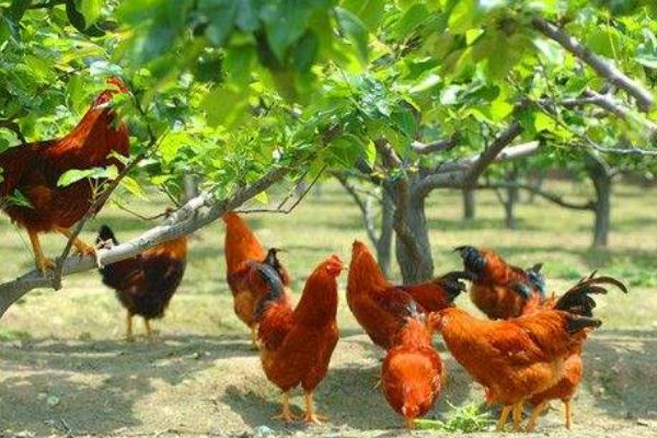 果園里養(yǎng)殖什么好 果園里養(yǎng)殖需要搭棚嗎