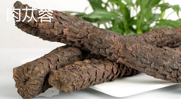 酒蓯蓉能取代肉蓯蓉嗎 甜蓯蓉和肉蓯蓉的區別是什么