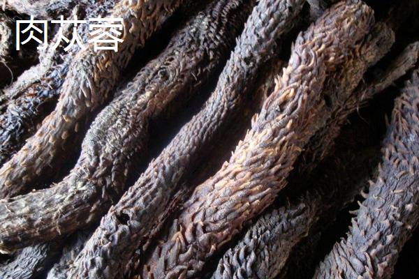 酒蓯蓉能取代肉蓯蓉嗎 甜蓯蓉和肉蓯蓉的區別是什么