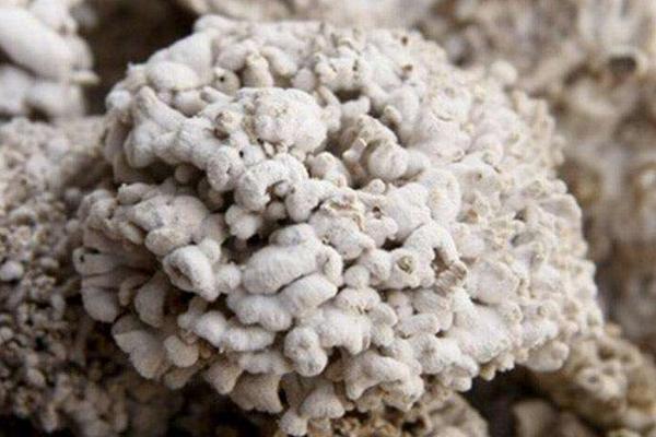 白參菌市場價格多少錢一斤 白參菌的產地在哪里