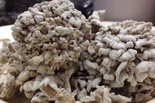 白參菌市場價格多少錢一斤 白參菌的產地在哪里