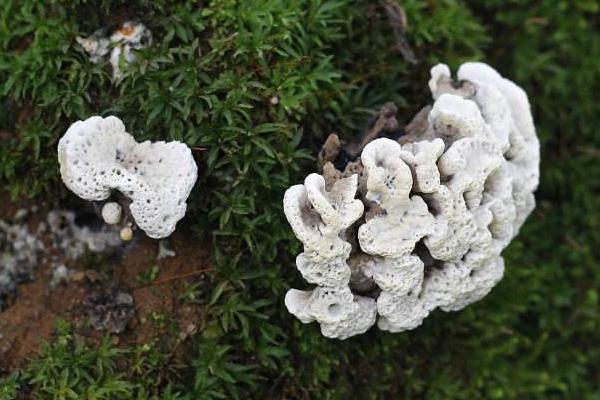 白參菌市場價格多少錢一斤 白參菌的產地在哪里