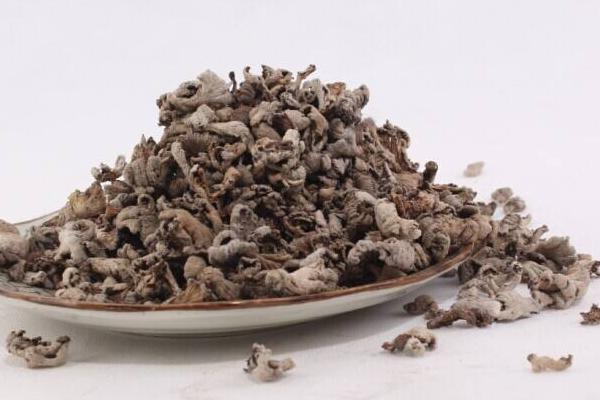 白參菌市場價格多少錢一斤 白參菌的產地在哪里