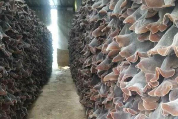 白背木耳市場價格多少錢一斤 白背木耳產地在哪里