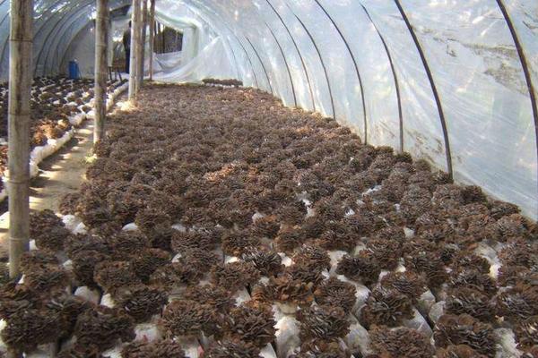 灰樹花種植前景效益分析 灰樹花種植畝產量多少斤