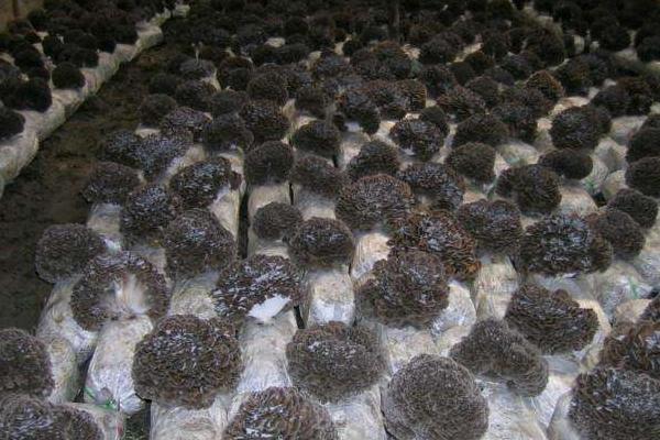 灰樹花種植前景效益分析 灰樹花種植畝產量多少斤