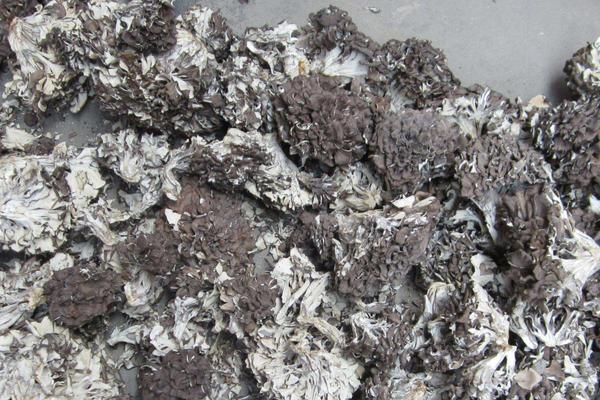 灰樹花種植前景效益分析 灰樹花種植畝產量多少斤