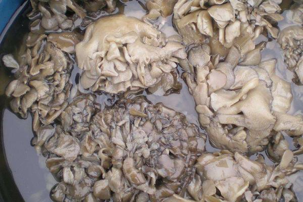 灰樹花種植前景效益分析 灰樹花種植畝產量多少斤