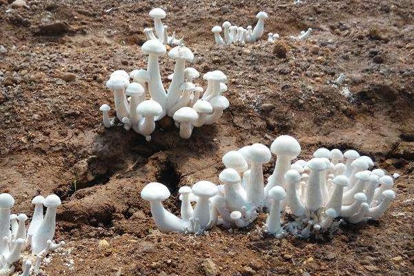 金福菇市場價格多少錢一斤 金福菇產地在哪里