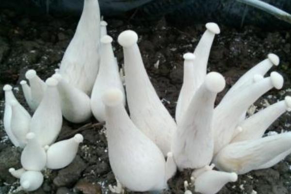 金福菇市場價格多少錢一斤 金福菇產地在哪里