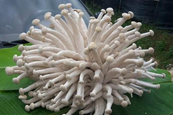 金福菇市場價格多少錢一斤 金福菇產地在哪里