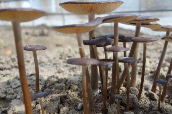 長根菇常見病害防治方法 長根菇大棚種植管理技術